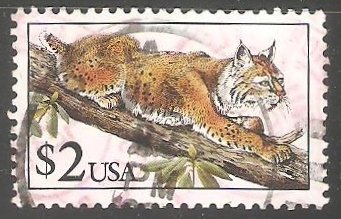 Lince