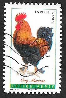 Gallo