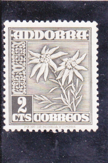 FLORES-edelweiss
