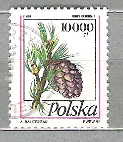 1993 Conifer Cones**