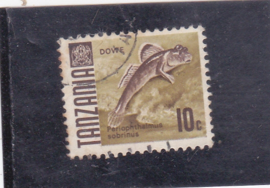 PERIOPHTHALMUS SOBRINUS
