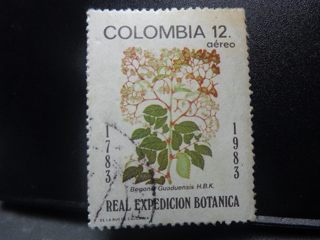 Real Expedicion Botanica-Begonia 