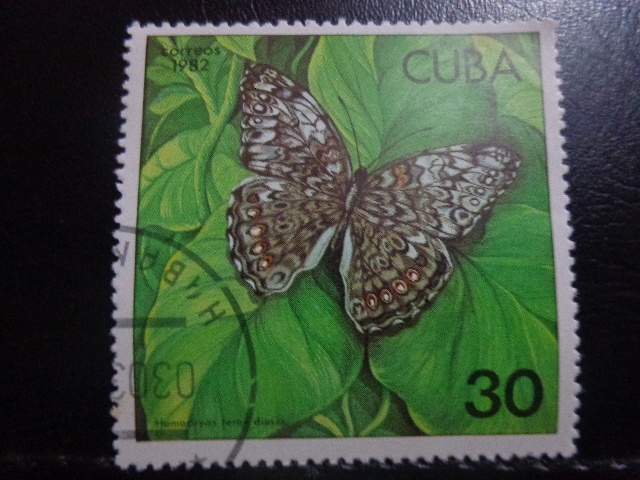 Hamadryas ferox diasia