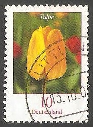 Tulipan
