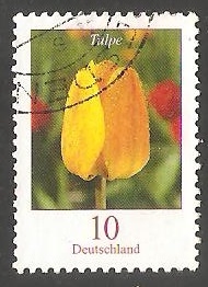 Tulipan