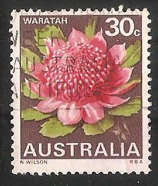 Flor del Estado de Waratah