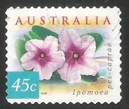 Wahlenbergia Stricta