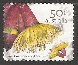Coarse-Leaved-Mallee-