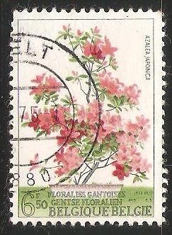 Azalea Japonica