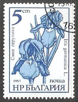 Iris germanica