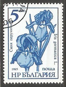 Iris germanica
