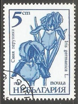Iris germanica