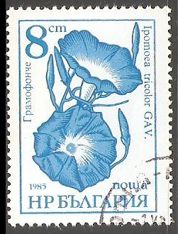 ipomoea tricolor