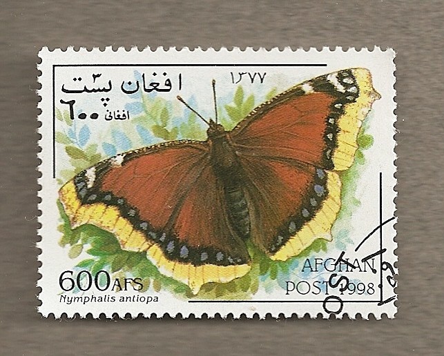 Mariposa Nymphalis antiopa