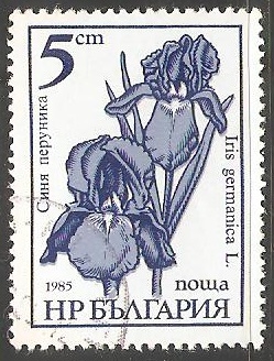 Iris Germanica