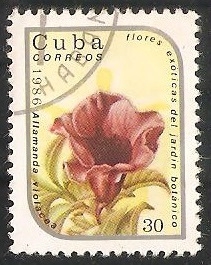 Allamanda violacea