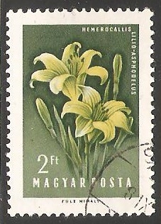  Hemerocallis lilioasphodelus