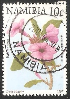 Adenium boehmianum