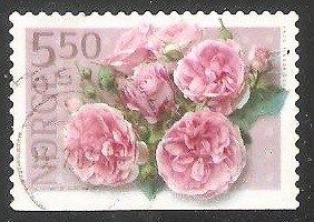 Pink rose