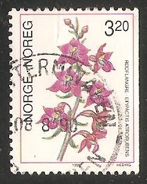 Orquídea terrestre