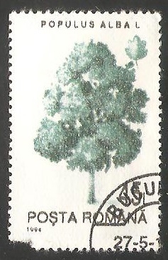 Alamo blanco