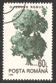 Roble comun