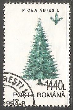 Pícea europea, 