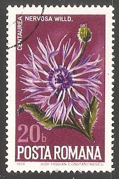 Nervosa Centaurea
