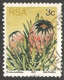 Protea neriifolia