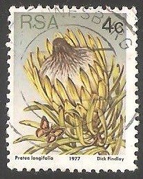 Protea longifolia 