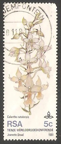 Orquidea