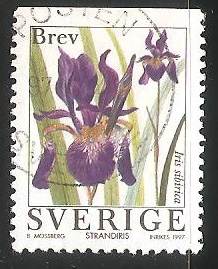 Iris sibirica