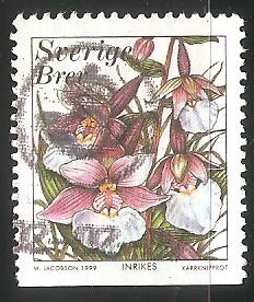Orquidea
