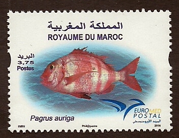 Pez  (Pagnus  Auriga)