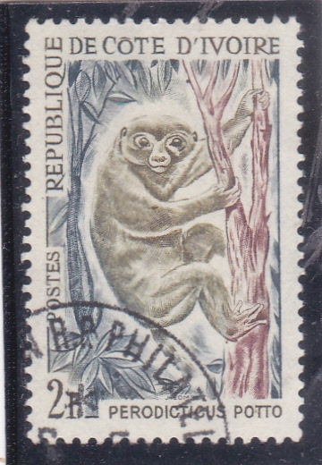 PERODICTICUS POTTO