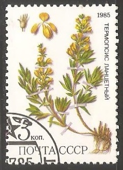 Thermopsis lanceolata