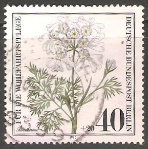  Orlaya grandiflora