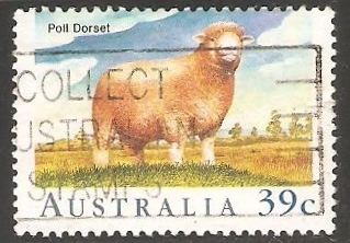 Poll dorset-ovejas
