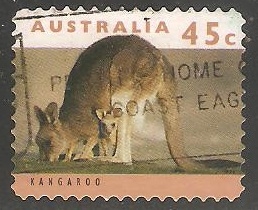 Kangaroo-Canguro