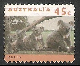 Koala