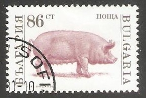 Sus scrofa domestica-cerdo