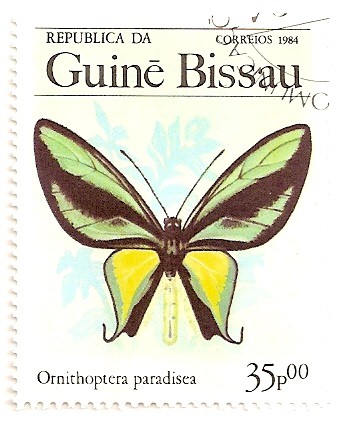 Mariposas. Ornithoptera  paradisea.