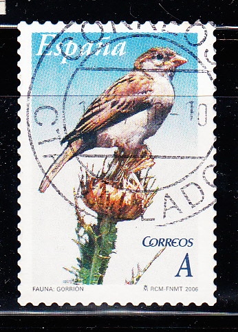 Gorrión (492)