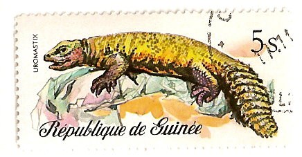 Lagarto. Uromastix.