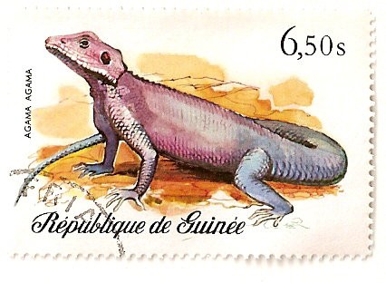 Reptiles y serpientes. Iguana.