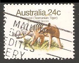 Thylacine (Tasmanian Tiger)