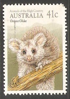 Greater Glider