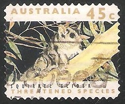 Squirrel Glider
