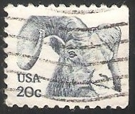 Bighorn Sheep (Ovis canadensis)