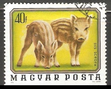 Sus Scrofa